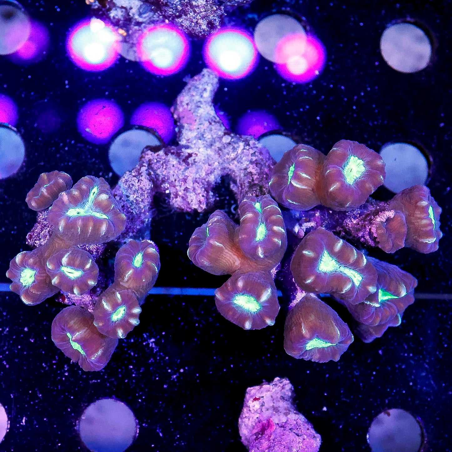 Candy Cane Coral 3" WYSIWYG