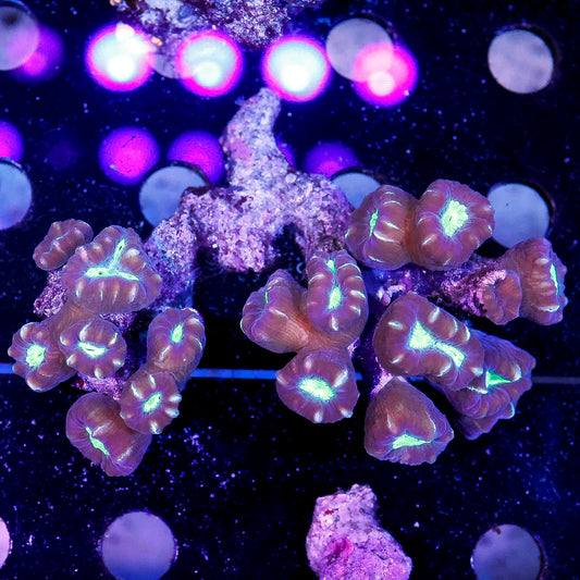 Candy Cane Coral 3" WYSIWYG