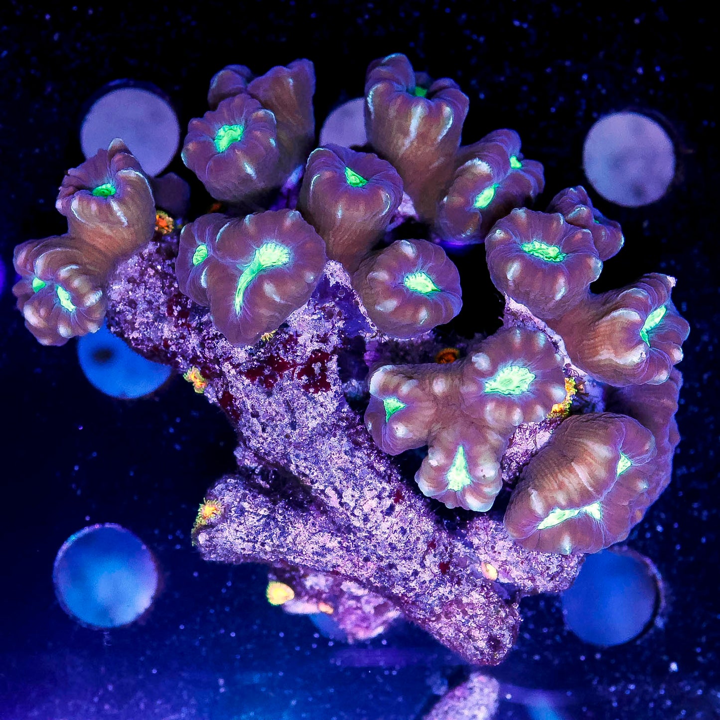 Candy Cane Coral 2.5" WYSIWYG