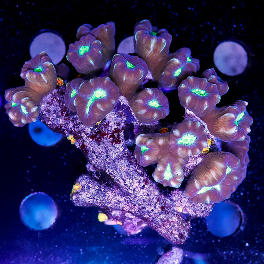 Candy Cane Coral 2.5" WYSIWYG