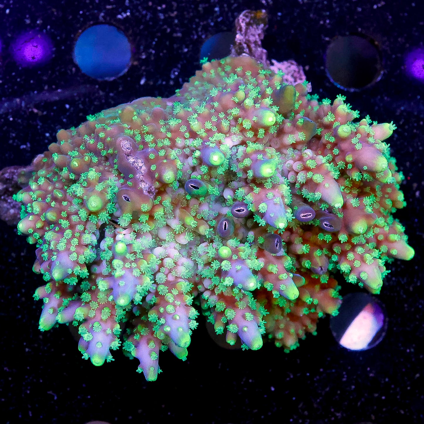Acropora Coral 2.75" WYSIWYG