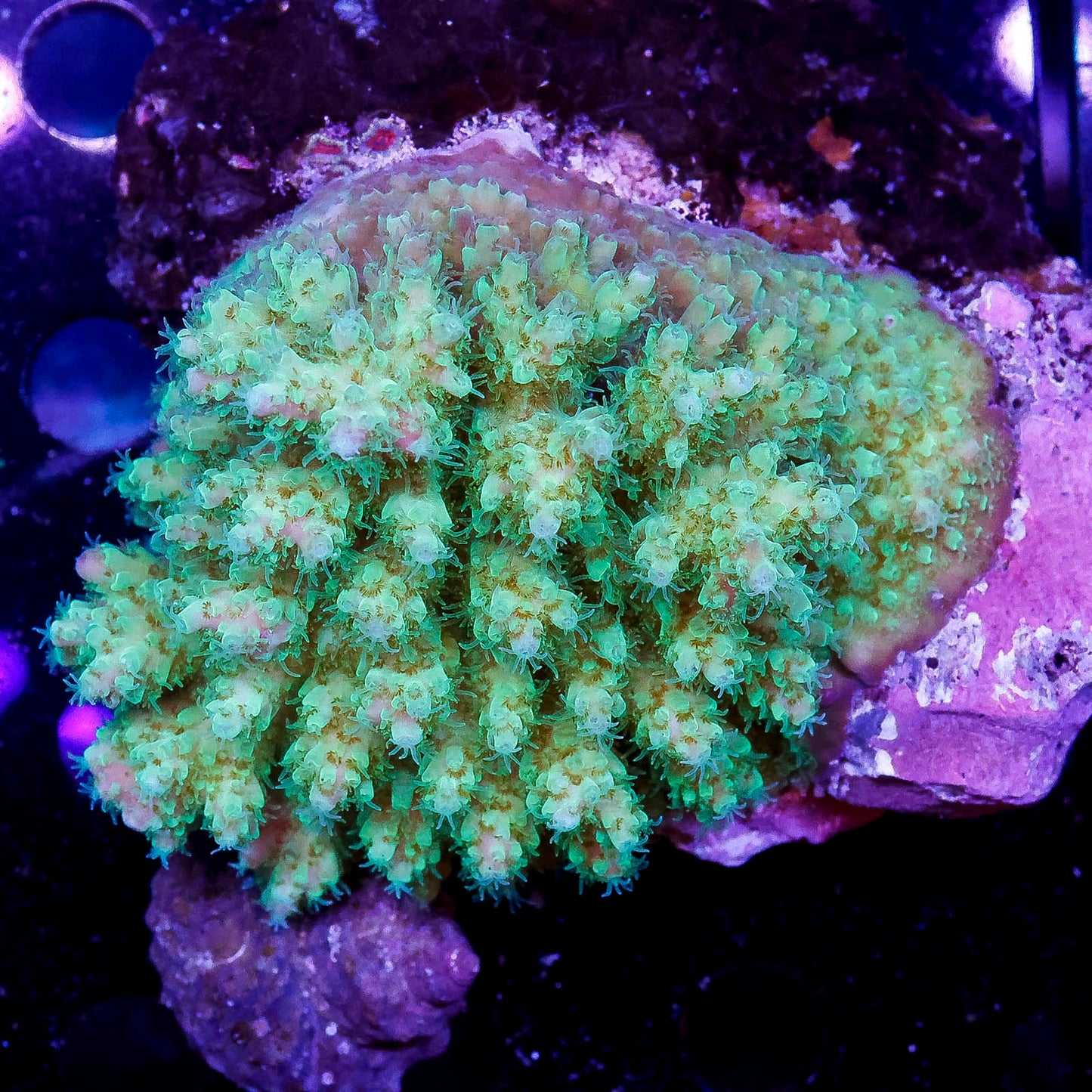Acropora Coral 2.75" WYSIWYG