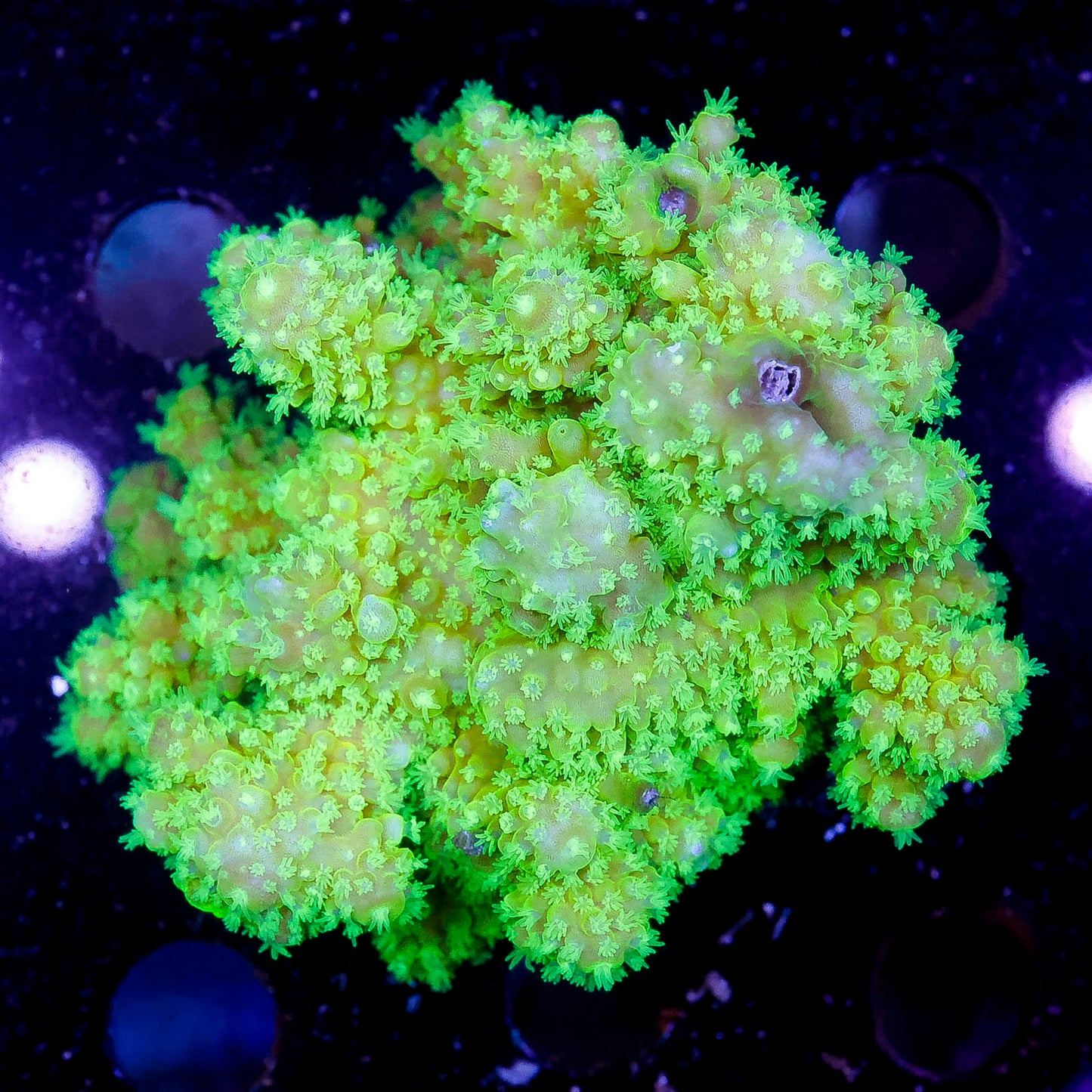 Acropora Coral 2.5" WYSIWYG