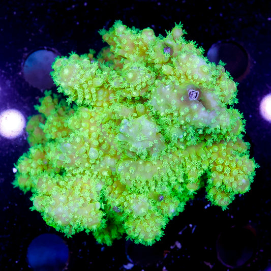 Acropora Coral 2.5" WYSIWYG