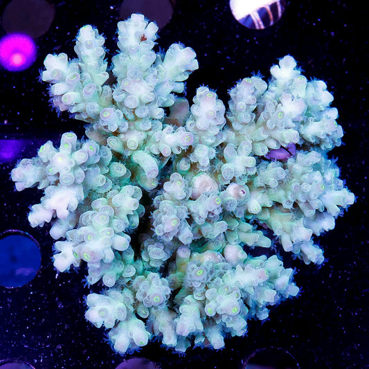 Acropora Coral 2.75" WYSIWYG