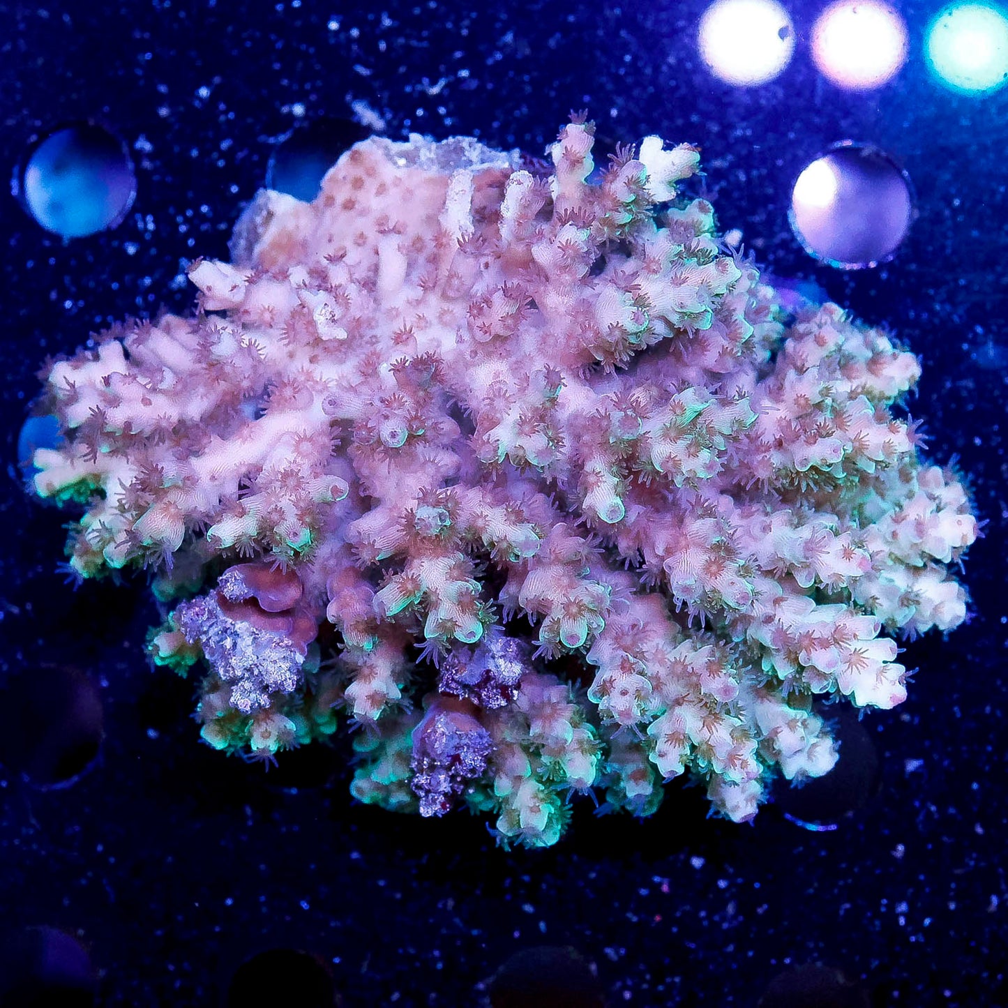 Acropora Coral 3.25" WYSIWYG