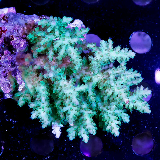 Acropora Coral 2.25" WYSIWYG