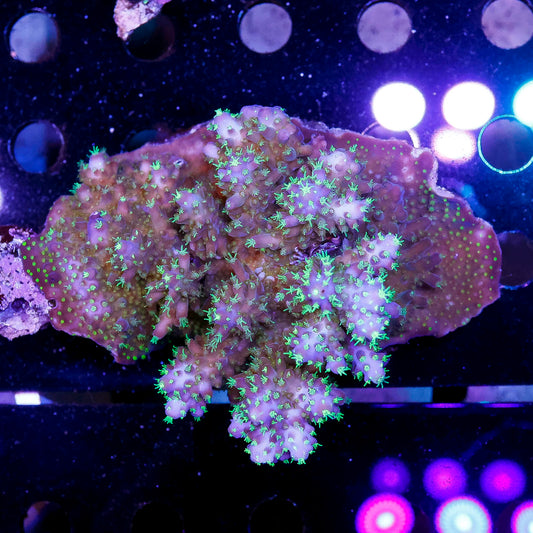 Acropora Coral 3.5" WYSIWYG