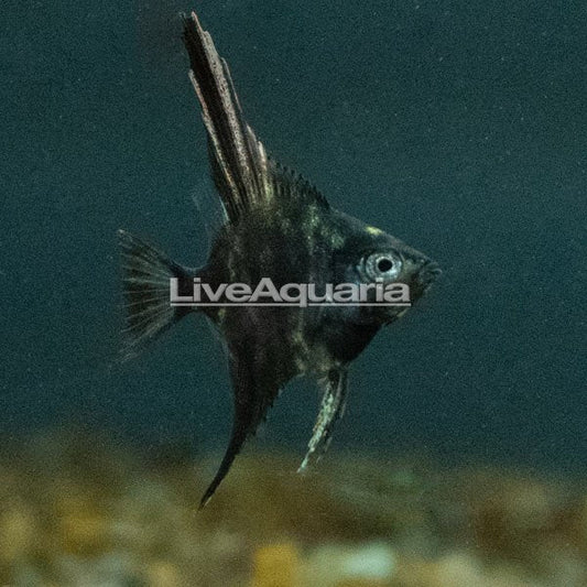 LiveAquaria Captive-Bred Marble Angelfish Group