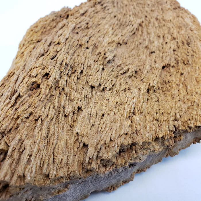 Burma Petrified Stone Kit