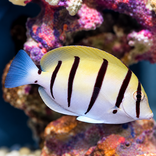 Convict Tang 3.75" WYSIWYG