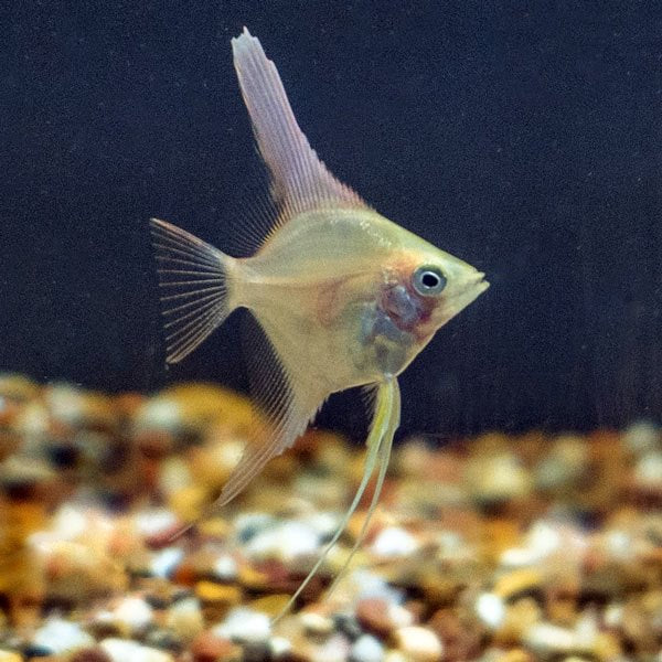 LiveAquaria Captive-Bred Gold Angelfish Group
