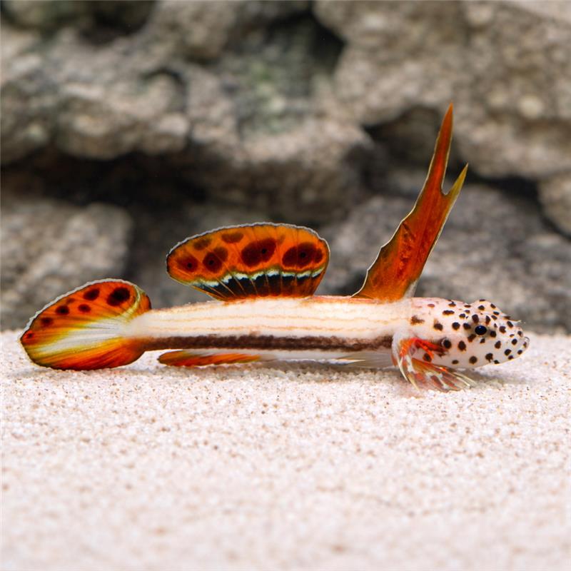 Goebys Gobies for Sale: Goby Fish Species Including Shrimp Gobies – LiveAquaria