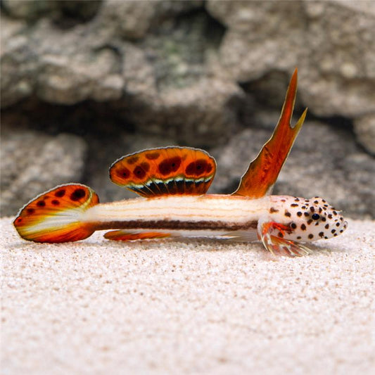 Gooby Goby Gobies for Sale: Goby Fish Species Including Shrimp Gobies – LiveAquaria