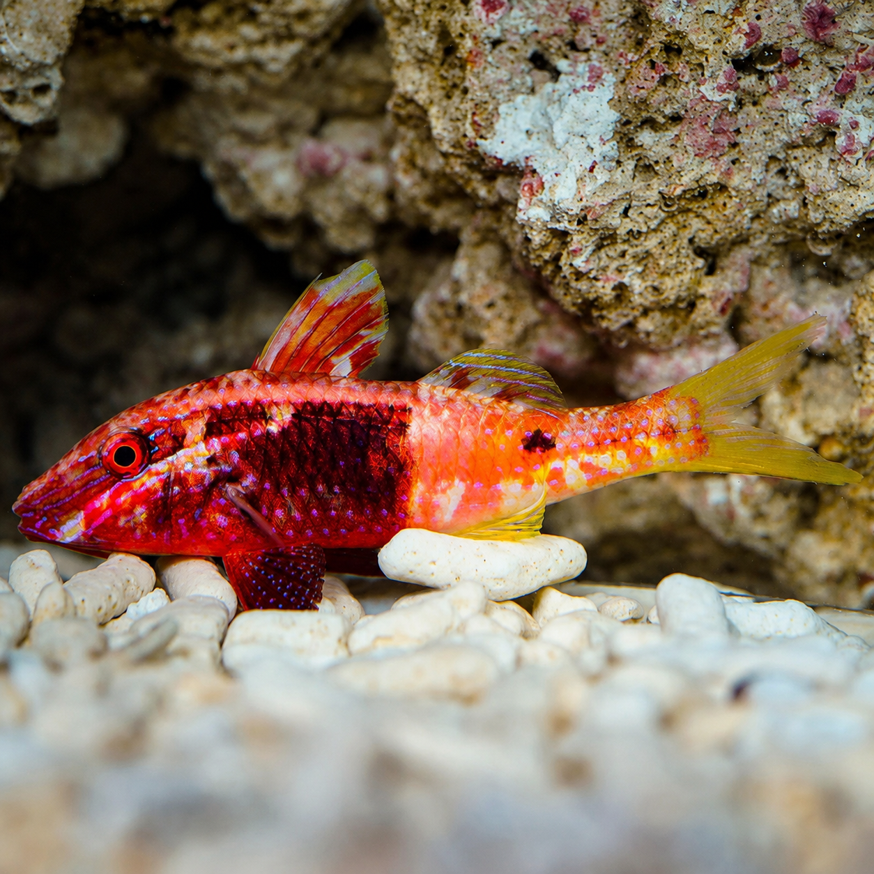 Bicolor Goatfish 3.25" WYSIWYG