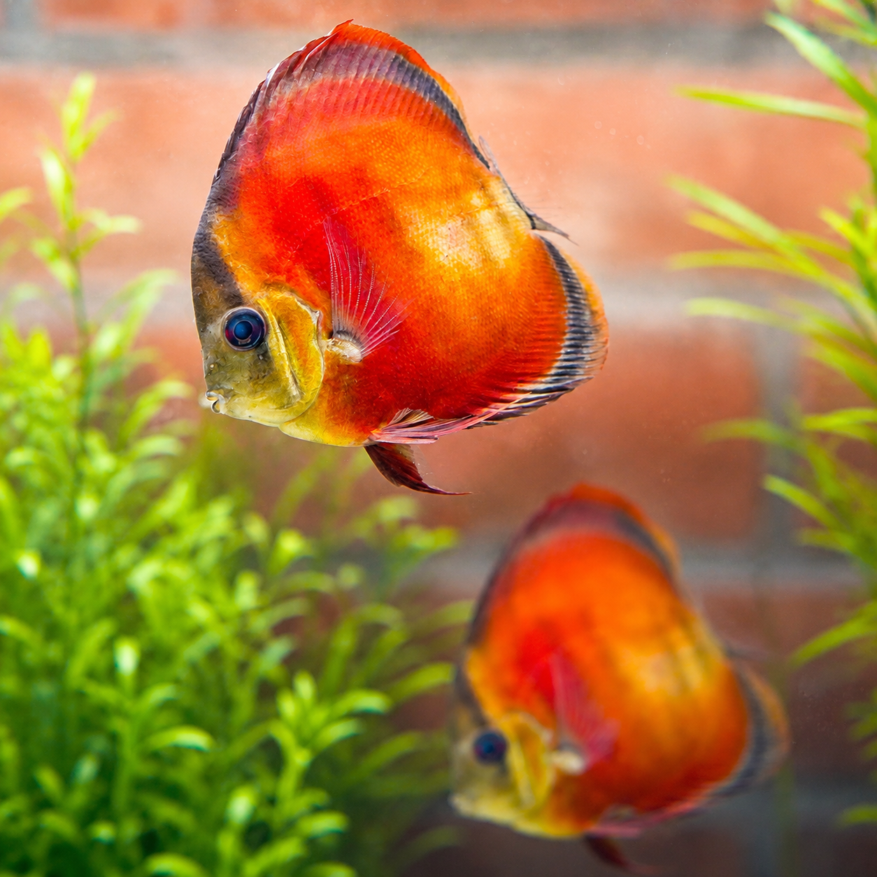 Red King Discus 2-Lot 4.5 to 5" WYSIWYG