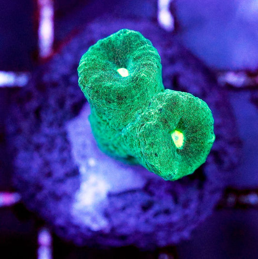 Candy Cane Coral (Two Heads) Frag - Almost WYSIWYG