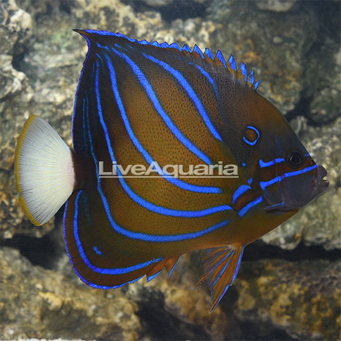 Annularis Angelfish: Saltwater Aquarium Fish – LiveAquaria