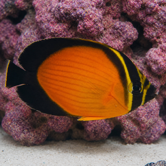 Arabian Butterflyfish 2.75" WYSIWYG