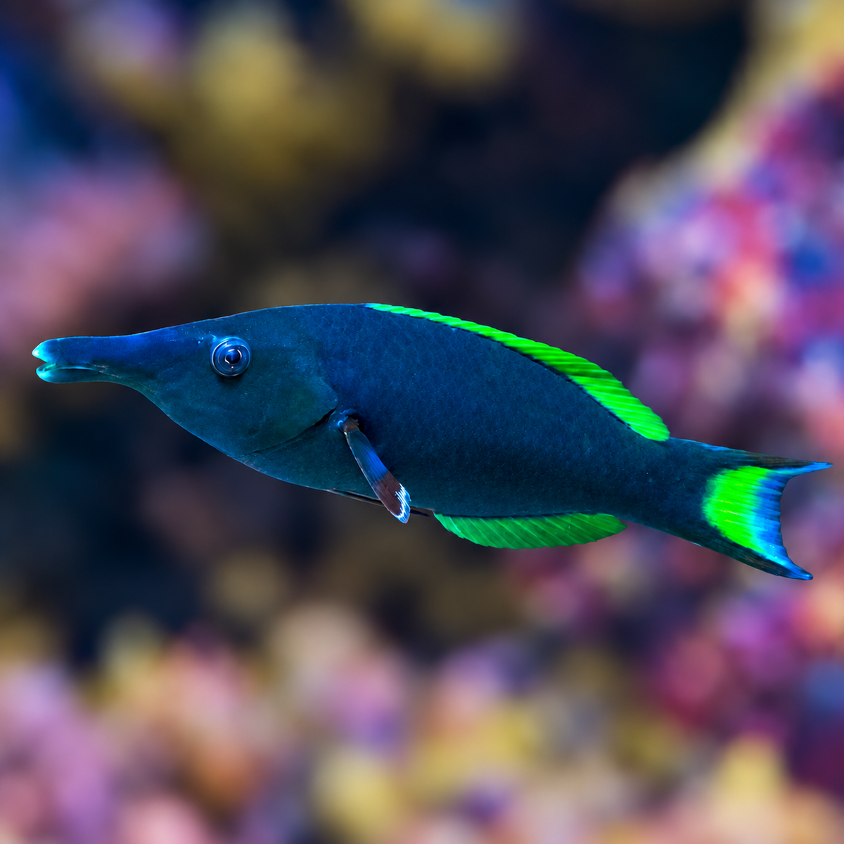 Bird Wrasse Male 7.25" WYSIWYG