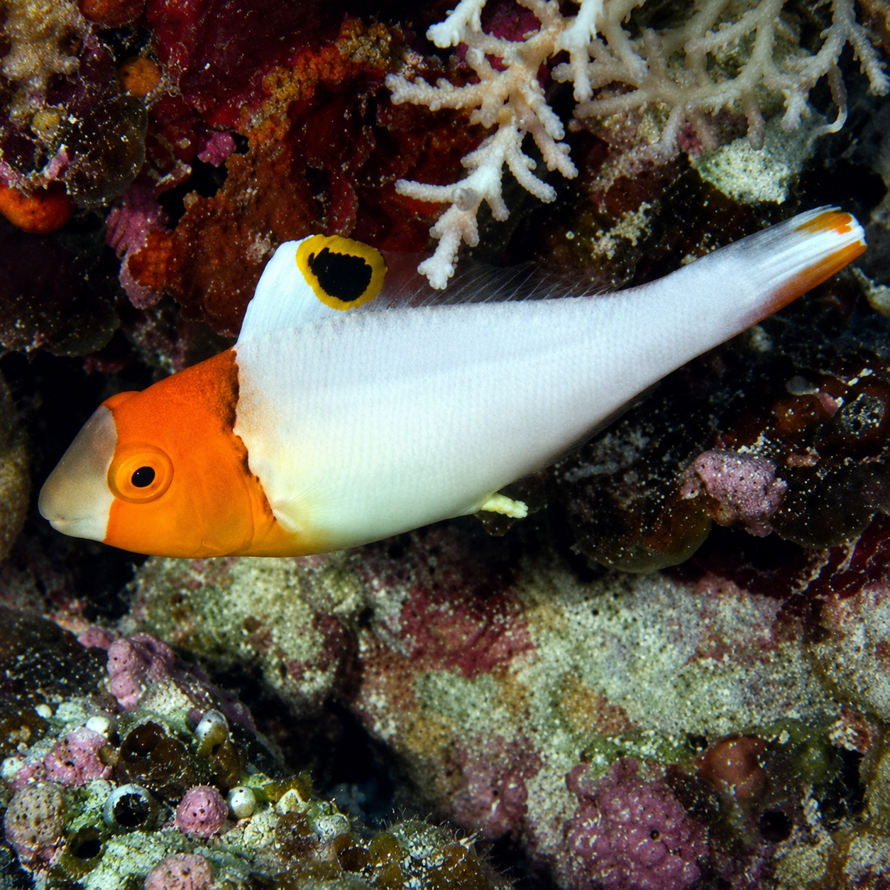 Bicolor Parrotfish