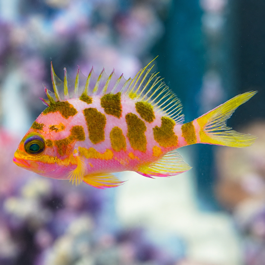 Blotched Anthias 4.25" WYSIWYG