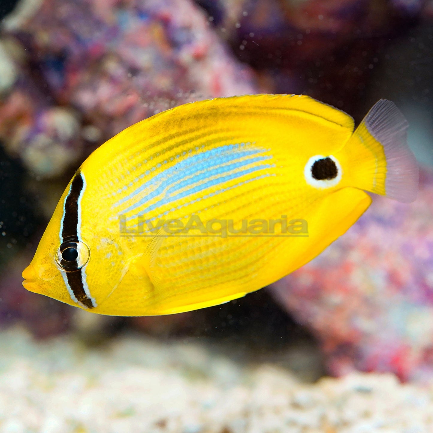 Bluespot Butterflyfish
