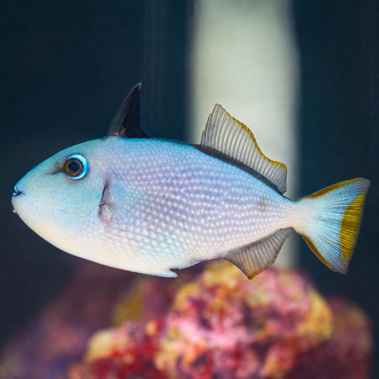 Blue Throat Triggerfish, Female 4" WYSIWYG