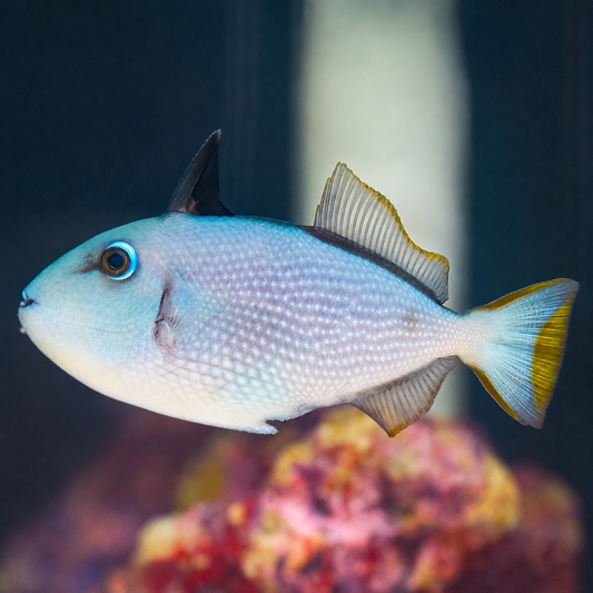 Blue Throat Triggerfish, Female 4" WYSIWYG