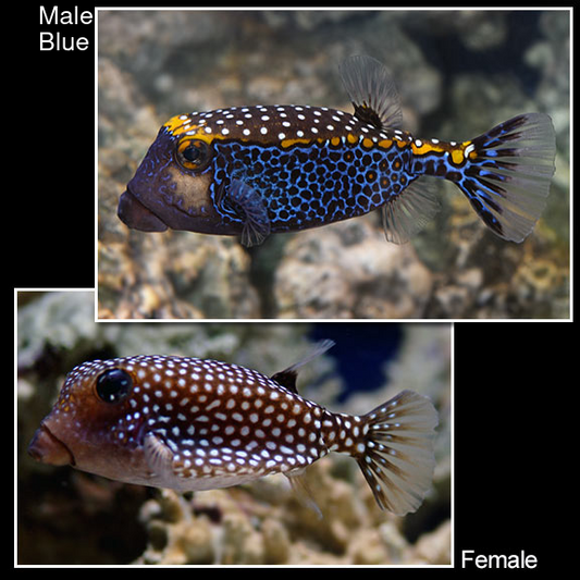 Boxfish EXPERT ONLY