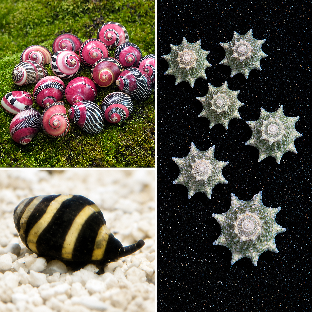 Bumble Bee Snail, Ninja Star Snail & Red Racer Nerite Snail Cleaner Pack