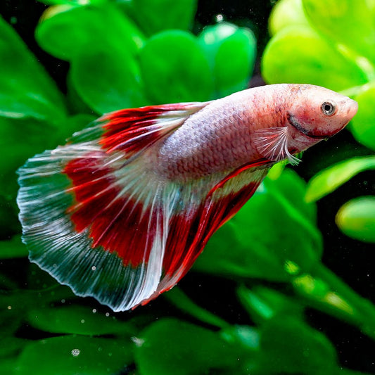 Halfmoon Butterfly Red Ribbon Betta - Male