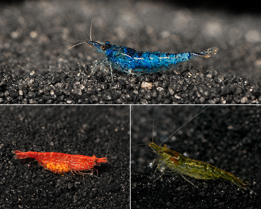 Freshwater Rainbow Shrimp Bundle