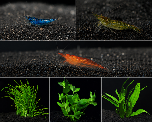 Freshwater Shrimp and Plant Bundle
