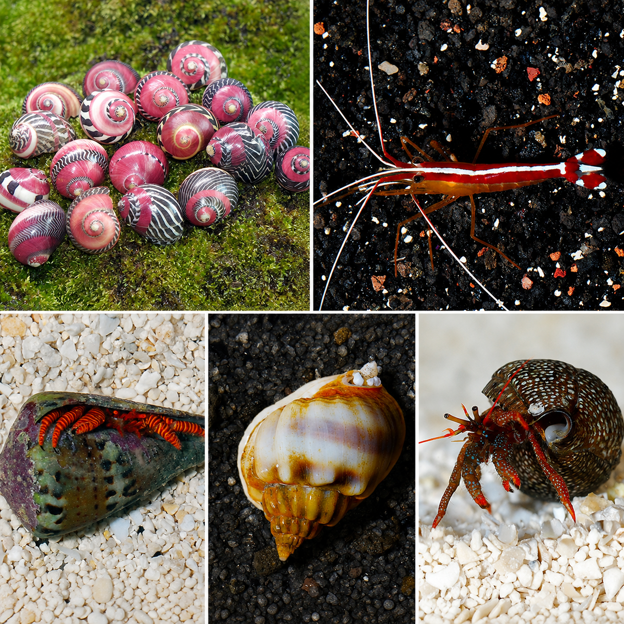 Clean Up Crew Bundle 50 Gallon