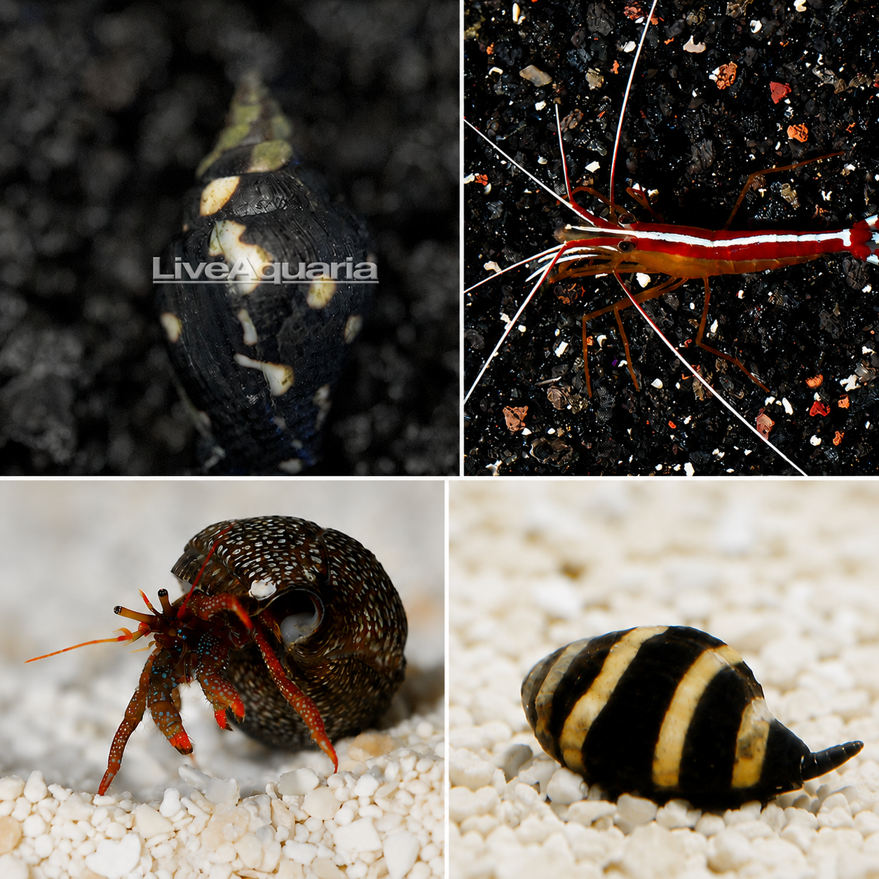 Clean Up Crew Bundle 30 Gallon