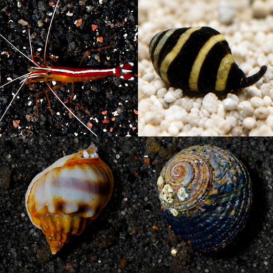 Reef Cleaner Bundle