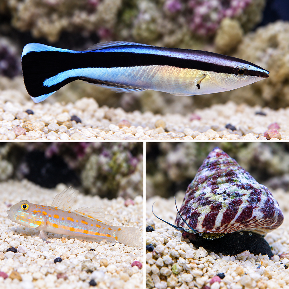 1 Cleaner Wrasse, 1 Diamond Goby, 6 Trochus Snail