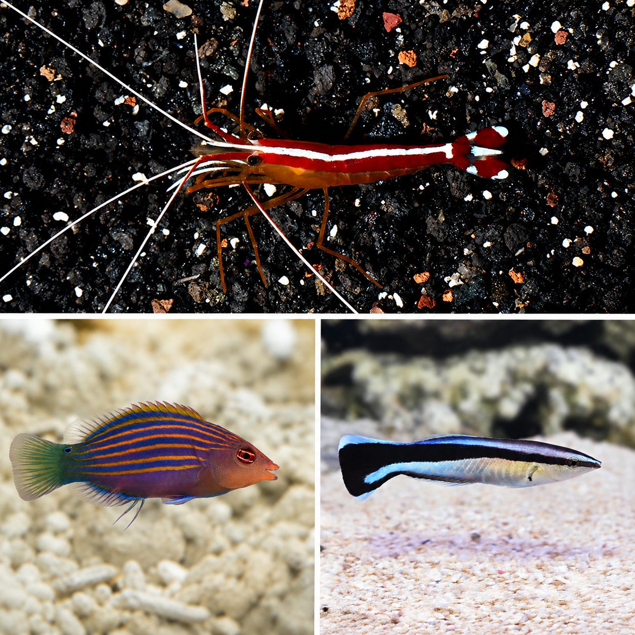 Cleaner Wrasse, Six Line Wrasse, and Cleaner Shrimp Pack