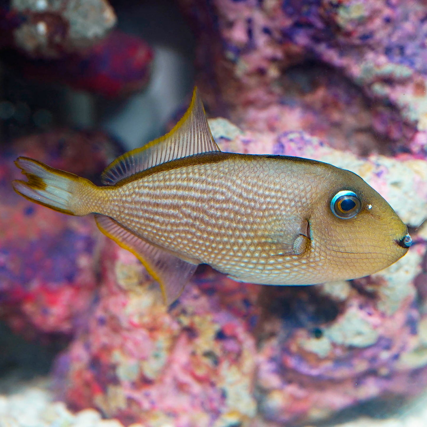 Blue Throat Triggerfish, Female 4" WYSIWYG