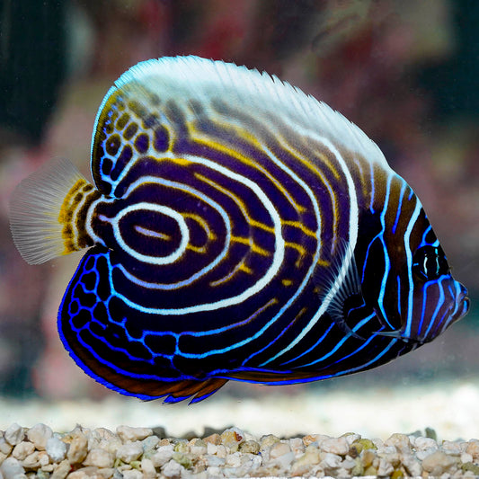 Emperor Angelfish Transitioning 4.5" WYSIWYG