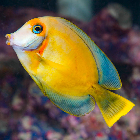 Fijian Mimic Lemon Peel Tang Adult 4.5" WYSIWYG