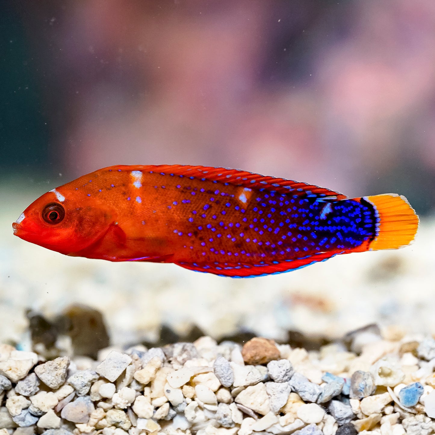 Red Coris Wrasse 2.75" WYSIWYG