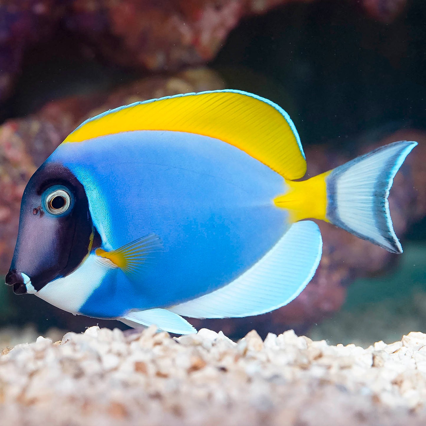 Powder Blue Tang 4.5" WYSIWYG