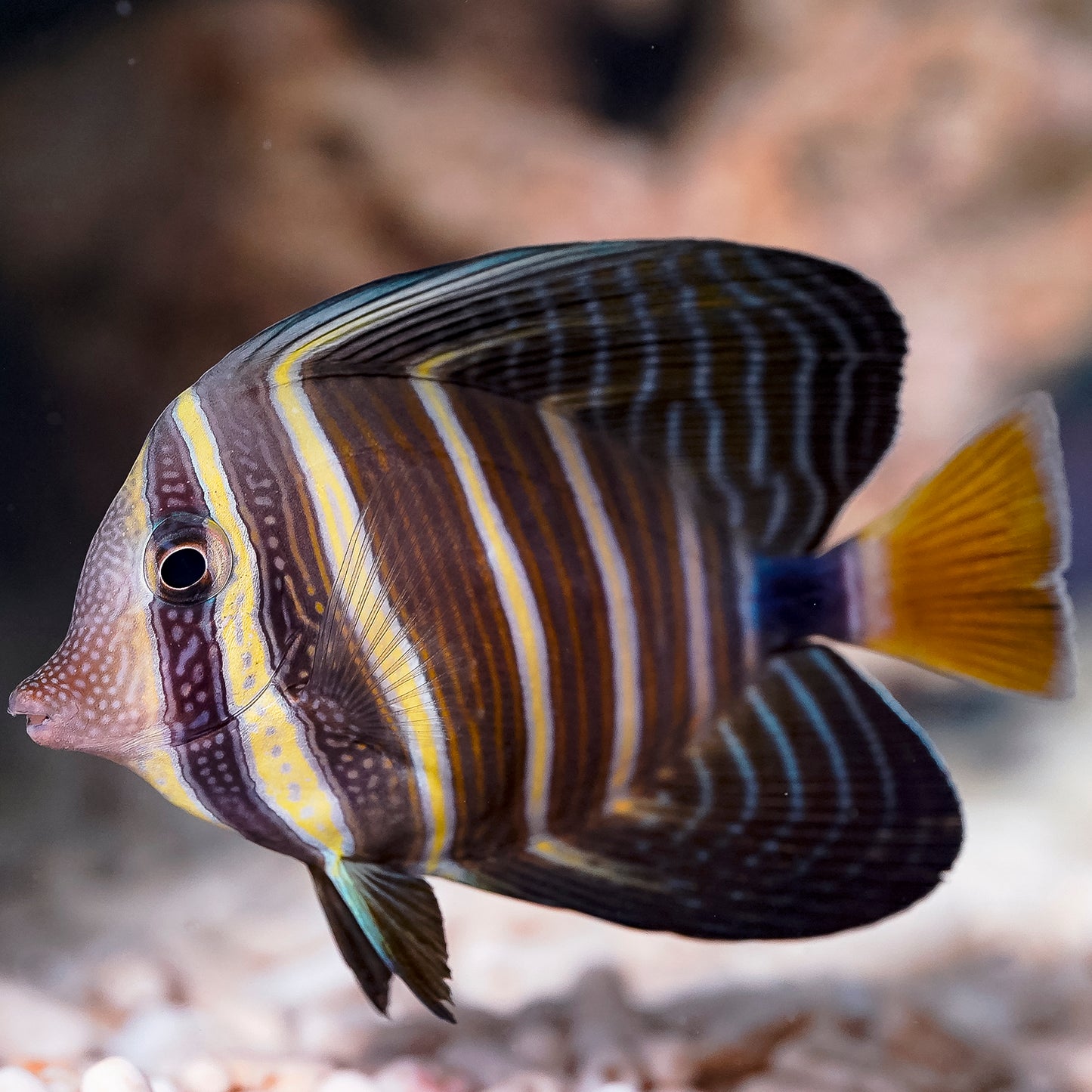 Sailfin Tang 6" WYSIWYG