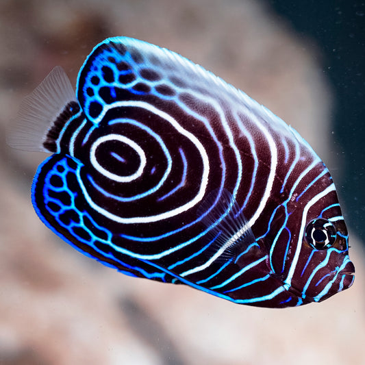 Emperor Angelfish Juvenile 4" WYSIWYG