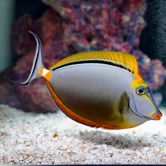 Naso Blonde Tang 6.75" WYSIWYG