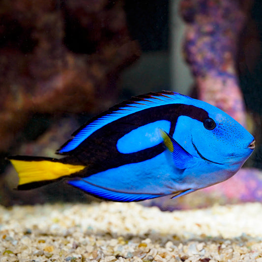 Blue Tang 6.5" WYSIWYG