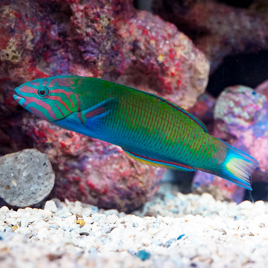 Lyretail Wrasse 5.25" WYSIWYG