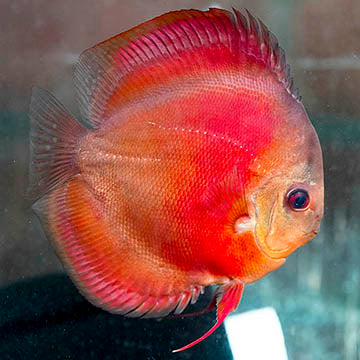 Red Panda Discus 5.75" WYSIWYG